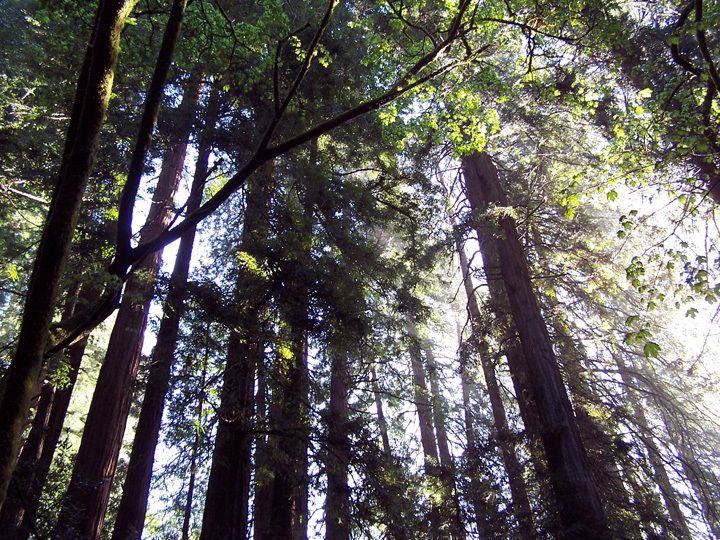 San Francisco: Muir Woods Tour & Hop-On Hop-Off Bus Pass - Tour Itinerary