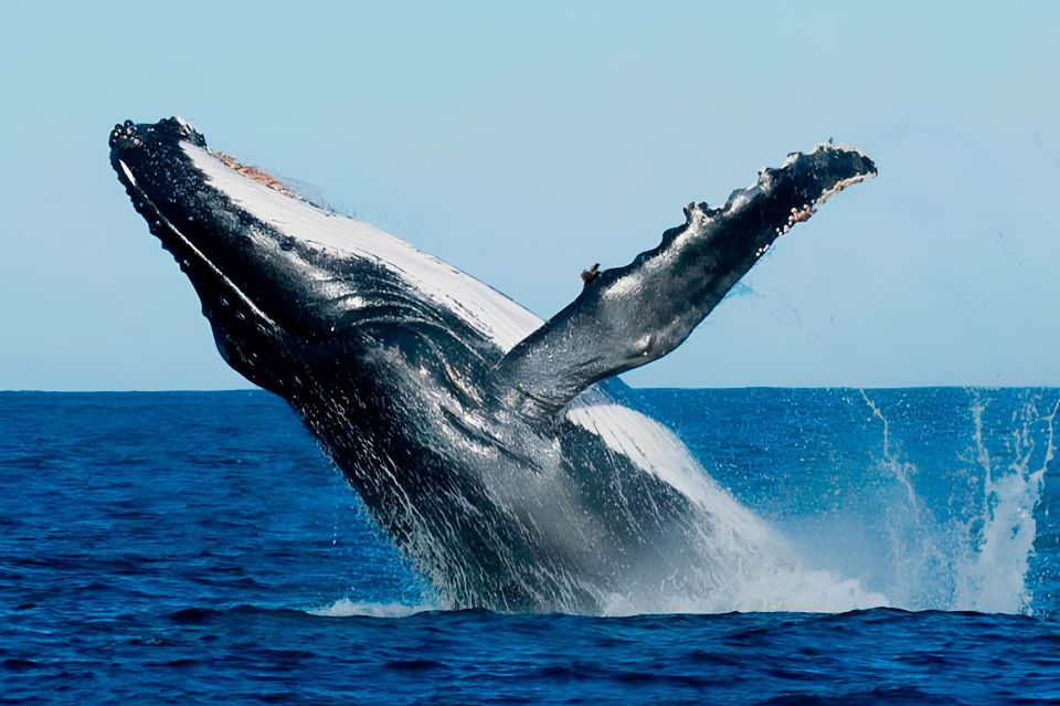 Santo Domingo: Whale Watching and Cayo Levantado - Booking Information