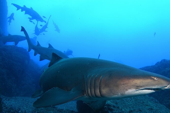 Scuba Dive With Grey Nurse Sharks in Bushrangers Bay - Additional Information