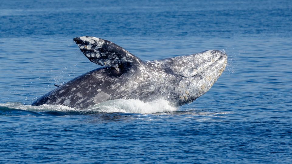 Seattle: Pier 69 Wildlife and Whale Watching Boat Tour - Provider Details