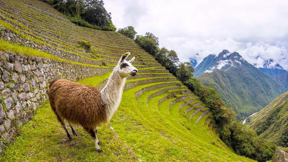 Short Inca Trail to Machu Picchu 2D/1N - Pricing and Inclusions