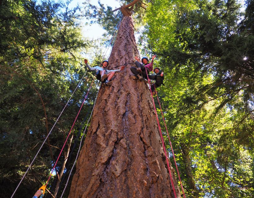 Silver Falls: Old-Growth Tree Climbing Adventure - Activity Description and Highlights