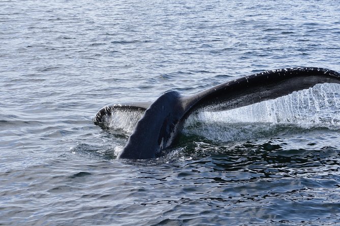 Sitka Shore Excursion: Whale-Watching and Marine Life Tour - Local Expertise