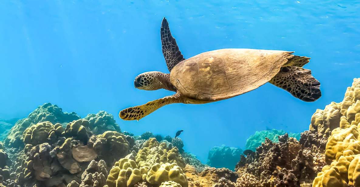 South Maui: Eco Friendly Molokini and Turtle Town Tour - Experience Highlights