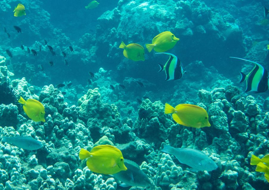 South Maui: Snorkeling Tour for Non-Swimmers in Wailea Beach - Provider and Rating