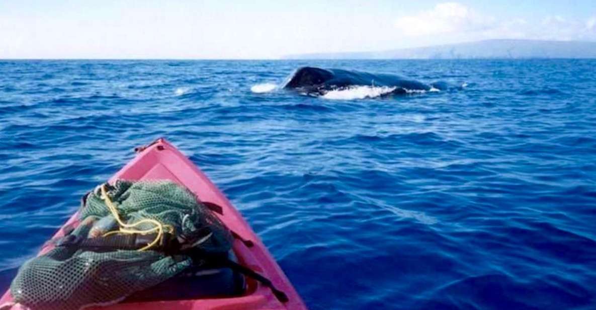South Maui: Whale Watch Kayaking and Snorkel Tour in Kihei - Experience Highlights
