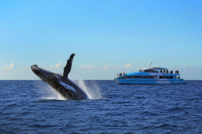 Sydney Hop-on-Hop-off Cruise and Whale Watching Cruise - Preparation and Requirements