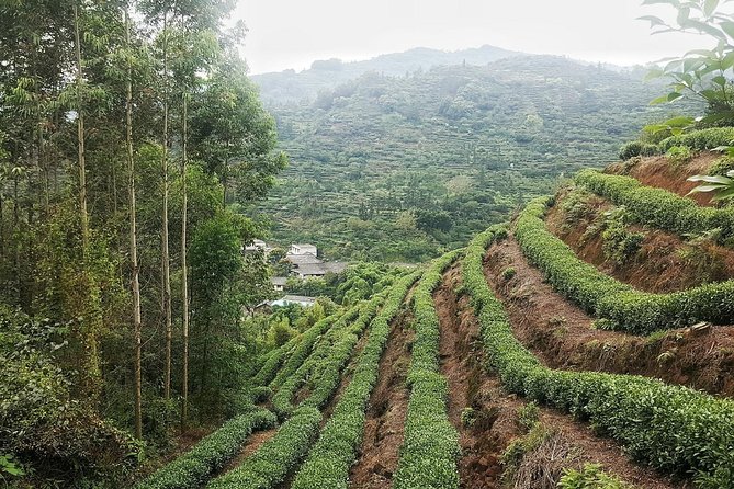 Tea Village in Lost Town and Buddha 1 Day Tour - Traveler Experience
