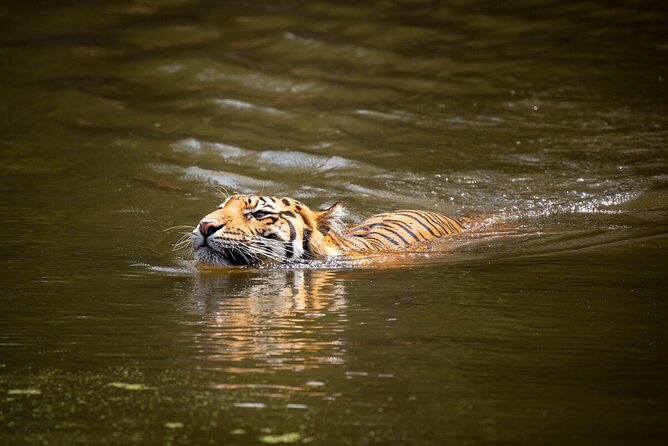 Tiger Experience at Melbourne Zoo - Excl. Entry - Pricing Information