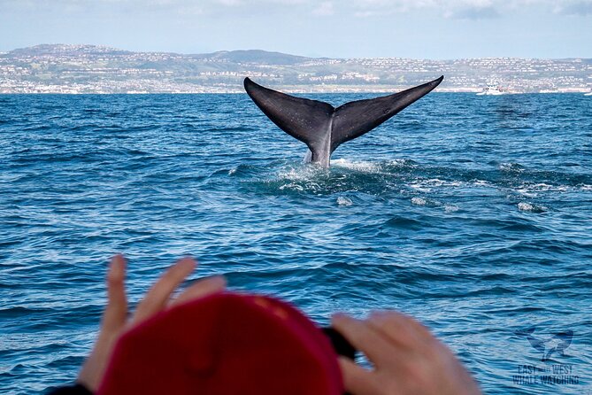 Ultimate Whale and Dolphin Watching in Newport Beach, 6 Person Maximum - Private Boat Experience
