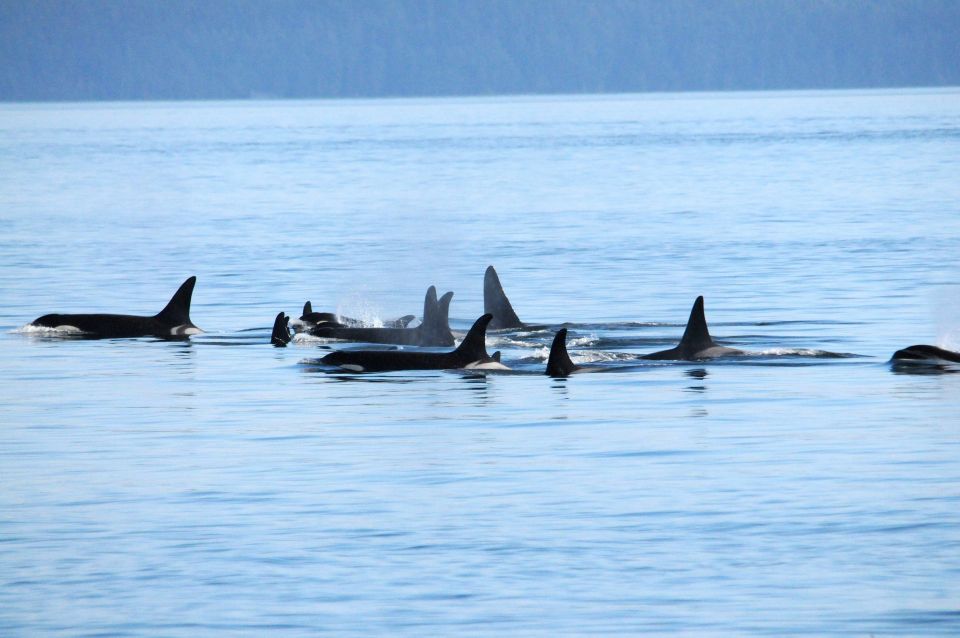 Vancouver, BC: Whale Watching Tour - Tour Duration and Availability