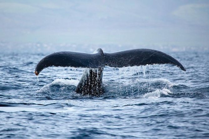 West Oahu Whale-Watching Excursion - Tour Benefits