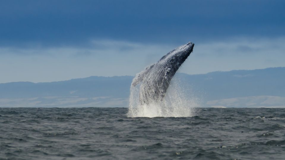 Whale and Wildlife Watching Private and Semi-Private Tours - Booking Details