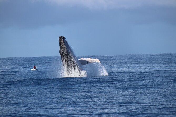 Whale Watching Australia Experience (3hours) - Duration: 3 Hours