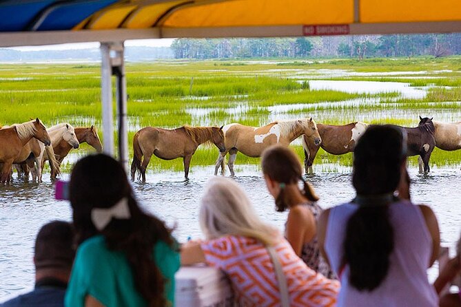 Wild Pony Watching Boat Tour From Chincoteague to Assateague - Logistics and Meeting Point