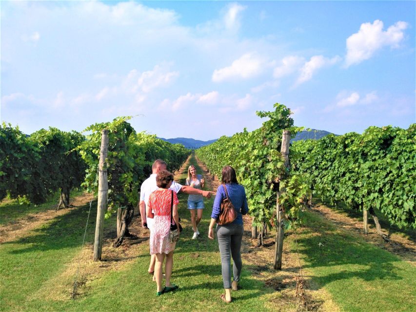 Wine Tour in the Euganean Hills From Abano Montegrotto - Itinerary Highlights