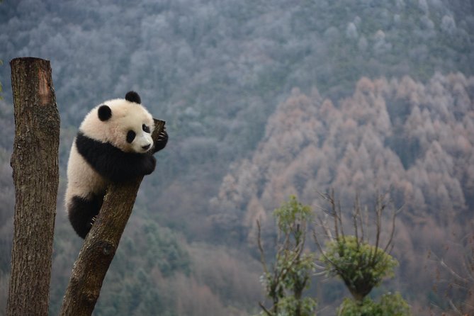 Wolong Panda Base Private Day Tour Optional Volunteering - Pricing and Booking Information
