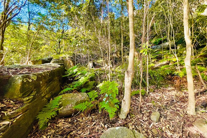 2-Hour Guided Walking Tour in Sydney Harbour National Park - Cancellation Policy