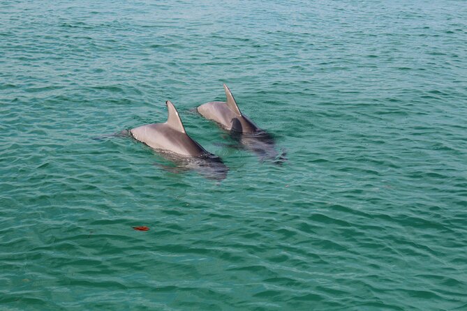 3 Hour Dolphin Tour and Snorkeling in Shell Island - Group Booking Benefits