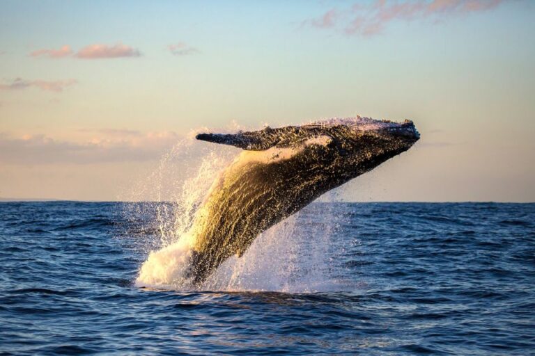 Maui: Eco-Friendly Whale Watching Tour From Maalaea Harbor