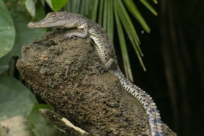 3B Daintree Rainforest, Mossman Gorge, Crocodile Wildlife Cruise - Customer Reviews and Ratings