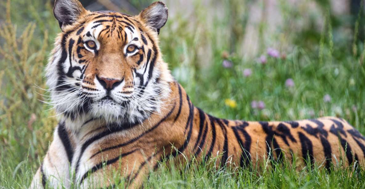 5 Days Golden Triangle With Tiger Safari & Bird Sanctuary - Reviews