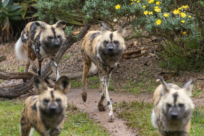 African Wild Dog Experience at Werribee Open Range Zoo - Booking and Pricing Information