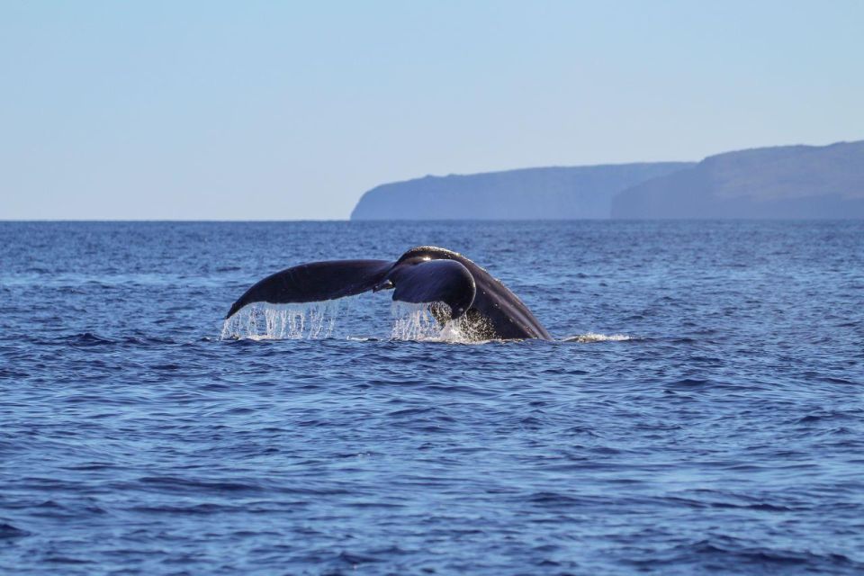 Alii Nui Maui Whale Watch Catamaran Sail - Additional Information