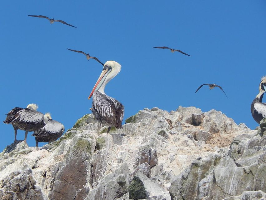 Ballestas-Huacachina Oasis and Overflight in Nasca From Lima - Highlights