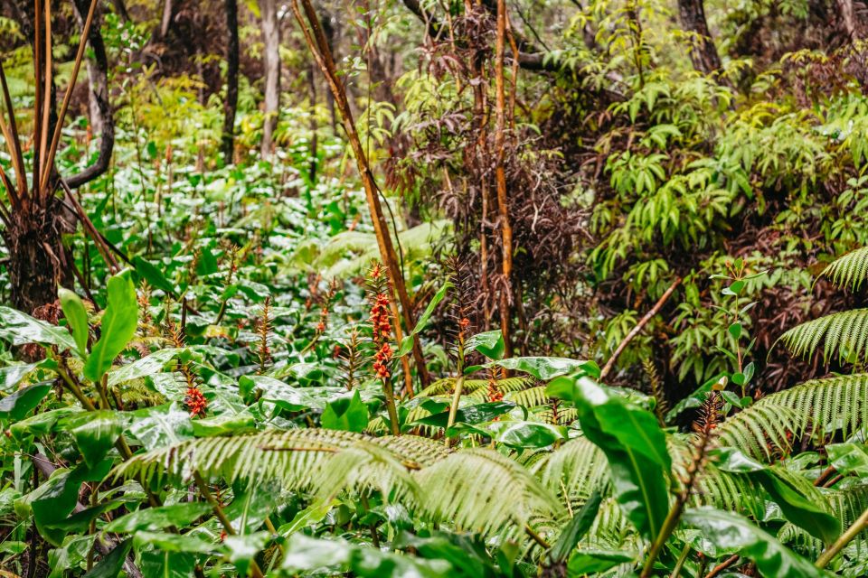 Big Island: Nature's Haven: Volcano Hike in National Park! - Review Summary