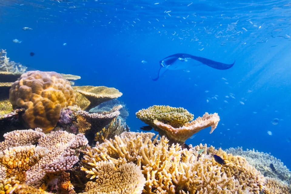 Big Island: Snorkel With Manta Rays - Manta Guarantee - Experience Highlights and Tour Description