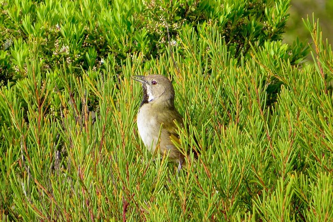 Birds of Yarnbala - Conservation Efforts Highlighted
