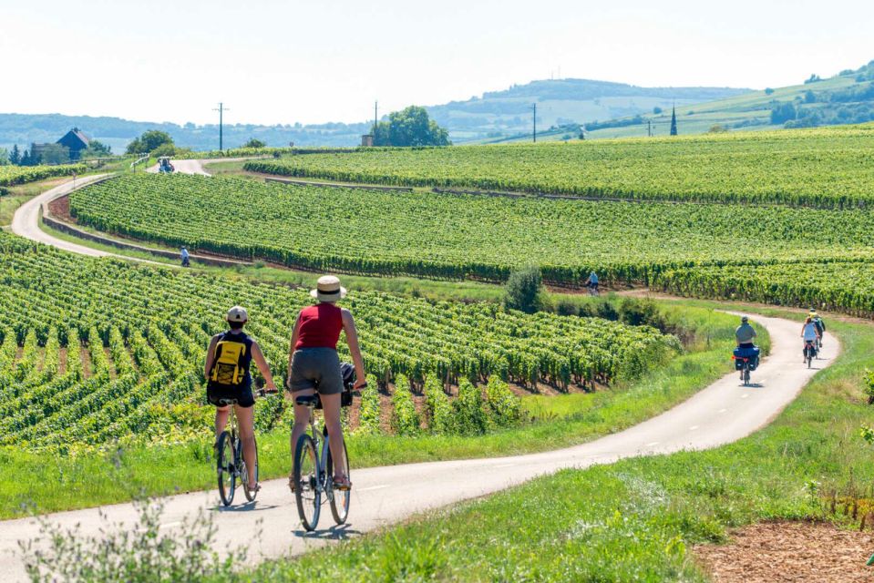 Bordeaux City - Wine Discovery - Vineyard Tours: French Terroir Experience