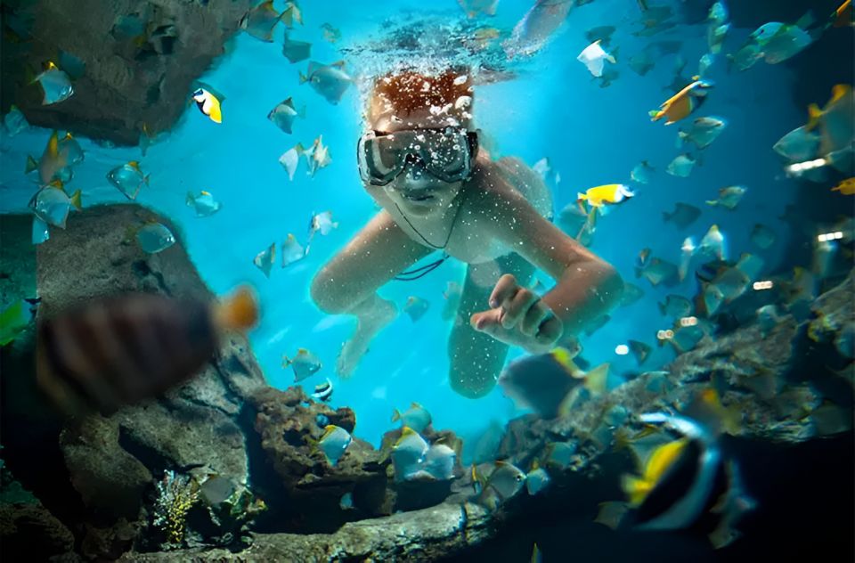 Catalina Island Full-Day Snorkeling + Lunch From Punta Cana - Inclusions