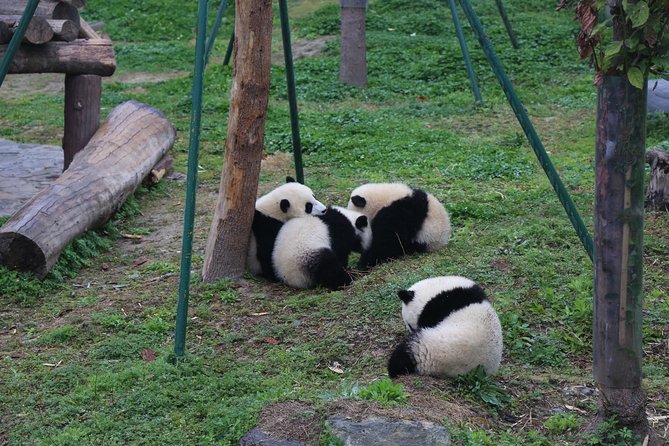 Chengdu Panda Tour or Dujingyan Base Option Panda Keeper - Panda Interaction Options