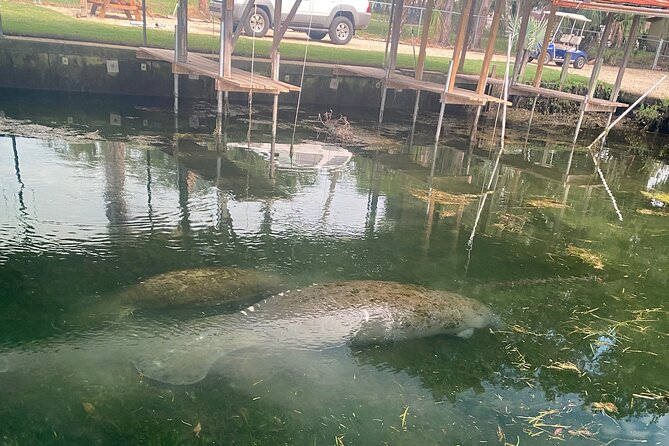 Crystal River: Private Manatee Boat Tour - Tour Expectations