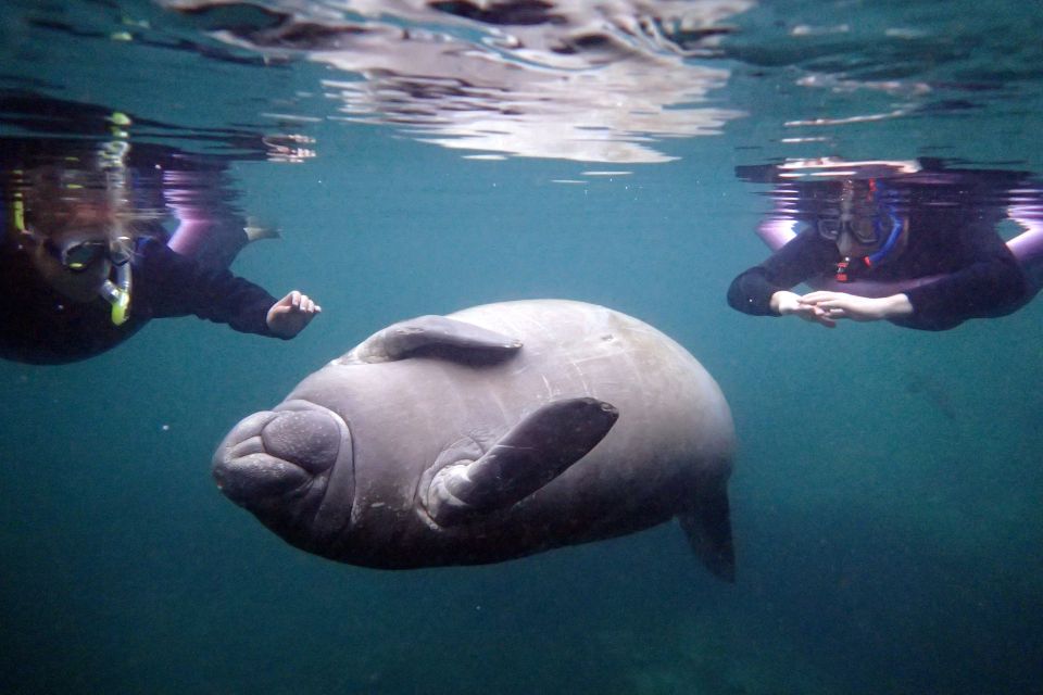 Crystal River: Snorkel With Manatees & Dolphin Airboat Trip - Inclusions Provided