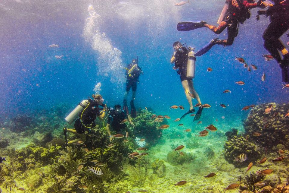 Dominican Republic: Catalina Island VIP Scuba Diving - Description