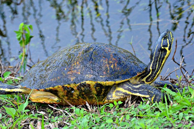 Everglades Airboat, Wildlife Experience With Roundtrip Transfer - Directions