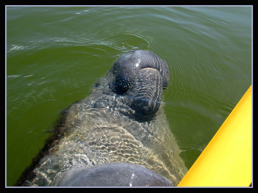Everglades National Park 3-Hour Kayak Eco Tour - Experience With Florida Master Naturalist Guides
