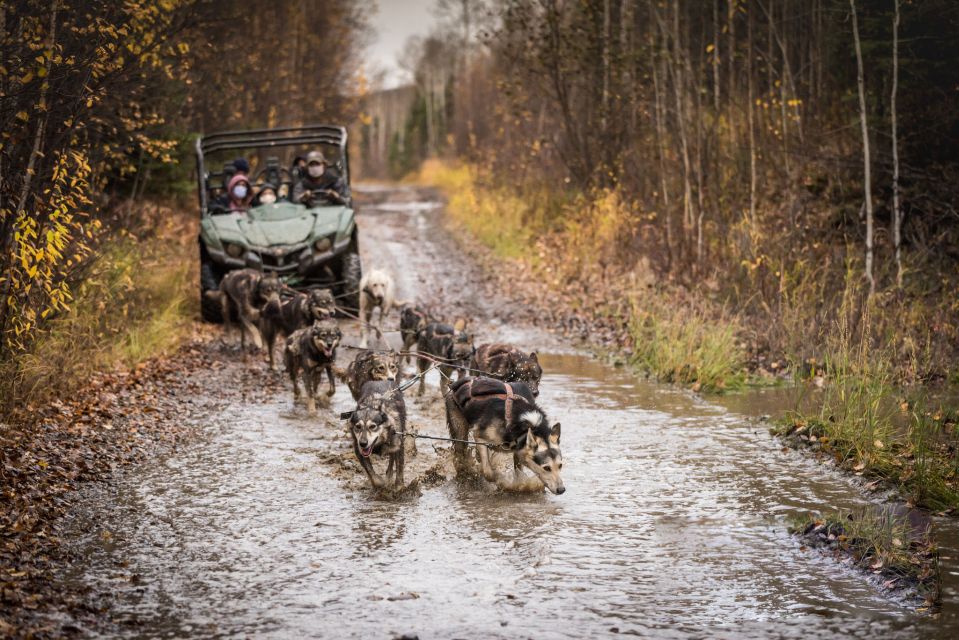 Fairbanks: Fall Cart Adventure Pulled by a Sled Dog - Wildlife and Scenery
