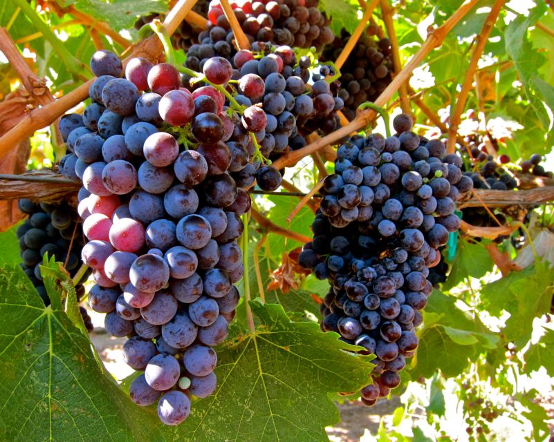 From Atlanta: Half-Day Wine Country Tour - Includes