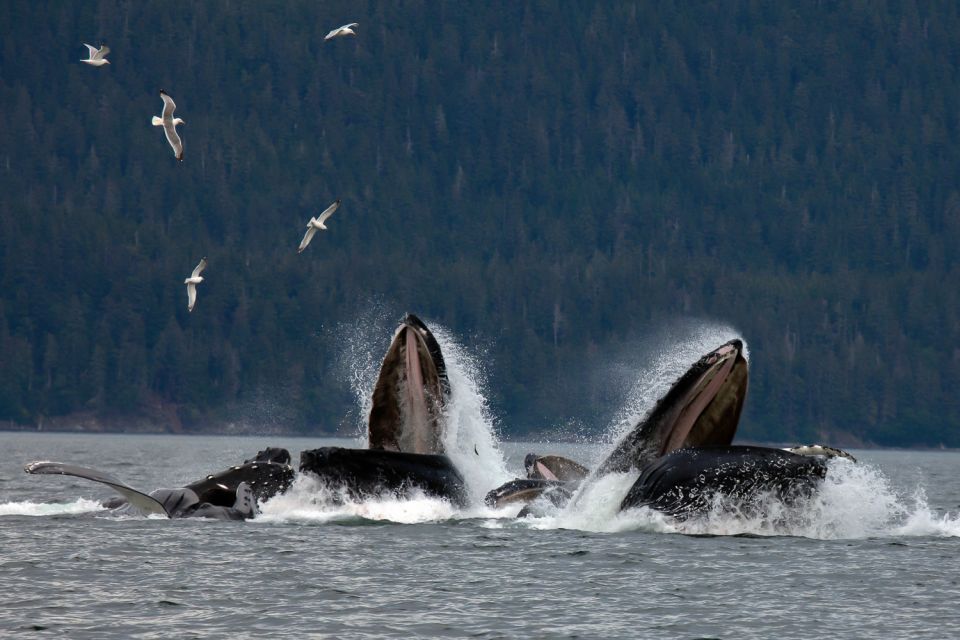 From Juneau: Whale Watching Cruise With Snacks - Experience on the Boat