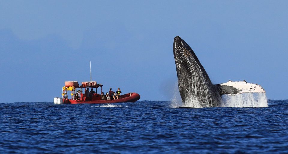 From Kihei: Guided Humpback Whale Migration Cruise - Inclusions and Exclusions