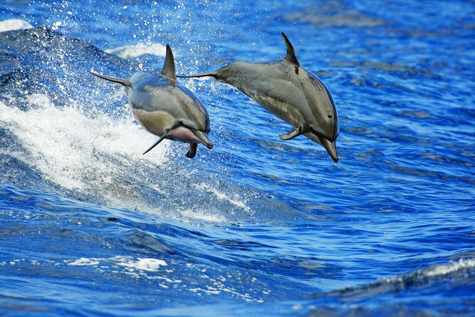 From Kona: Honokohau Sunset Boat Trip With Drinks and Snacks - Meeting Point Information