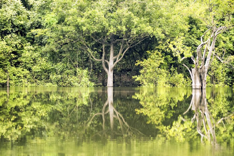 From Manaus Cruise Terminal: Amazon Rainforest Highlights - Experience Highlights in the Amazon Rainforest