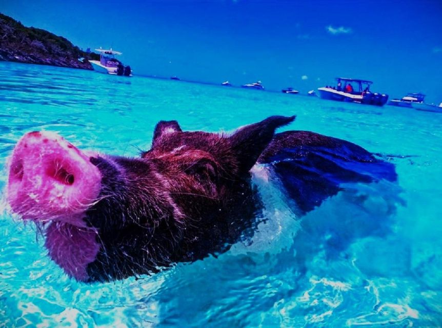 From Nassau:Air-Sea Promotion Breathtaking TourSwimming Pigs - Booking Information