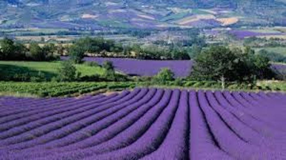 From Nice: Full-Day Provence and Lavender Tour - Inclusions and Exclusions