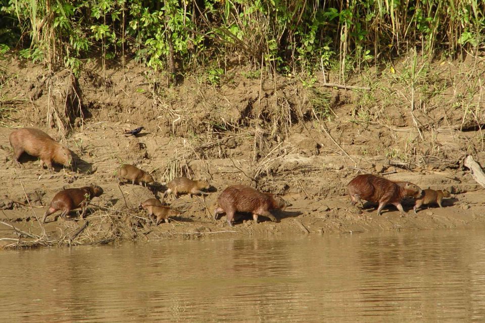 From Puerto Maldonado: Reserva Tambopata 4-Day + Zipline - Day 3: Sandoval Lake