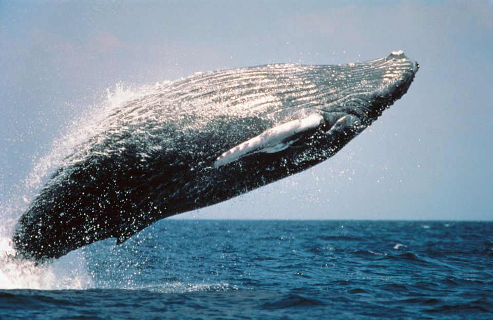 From Punta Cana: Sanctuary Whale Watching Day Trip - Inclusions